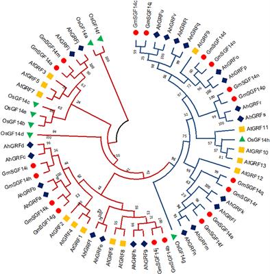 Overexpression of peanut (Arachis hypogaea L.) AhGRFi gene enhanced root growth inhibition under exogenous NAA treatment in Arabidopsis thaliana